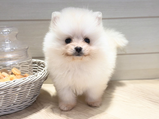 群馬県のポメラニアン (ペッツファースト高崎店/2025年12月15日生まれ/男の子/クリーム)の子犬の1枚目の画像