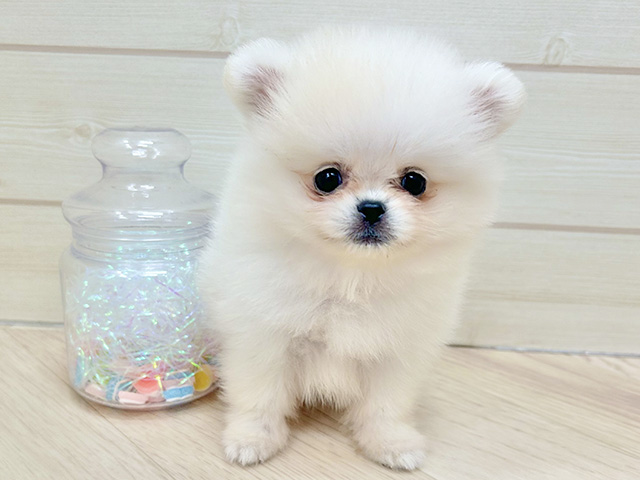 大阪府のペキポメ/ポメペキ(ペキニーズ×ポメラニアン) (ペッツファーストららぽーと門真店/2025年12月16日生まれ/女の子/クリームホワイト)の子犬の1枚目の画像