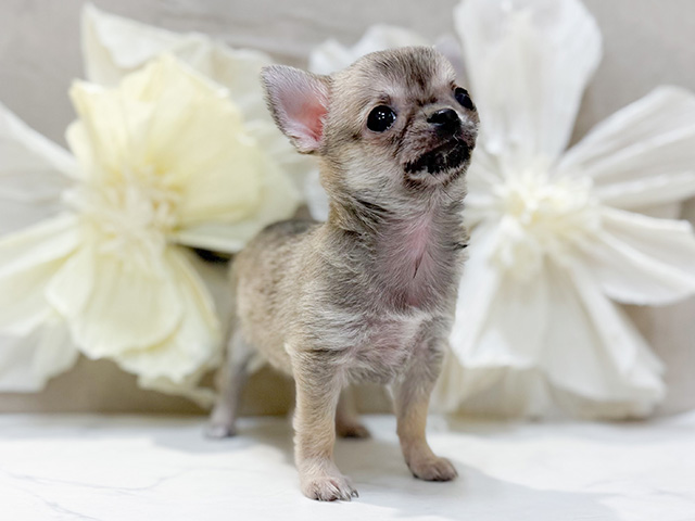 東京都のチワワ(スムース) (ペッツファースト恵比寿店/2025年12月10日生まれ/女の子/フォーン)の子犬の1枚目の画像