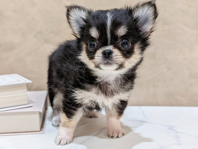 大阪府のチワワ(ロング) (ペッツファースト難波店/2025年12月10日生まれ/女の子/ブラッククリームホワイト)の子犬の1枚目の画像