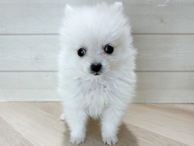 埼玉県のポメラニアン (ペッツファーストレイクタウン店/2025年12月16日生まれ/女の子/クリーム)の子犬の1枚目の画像