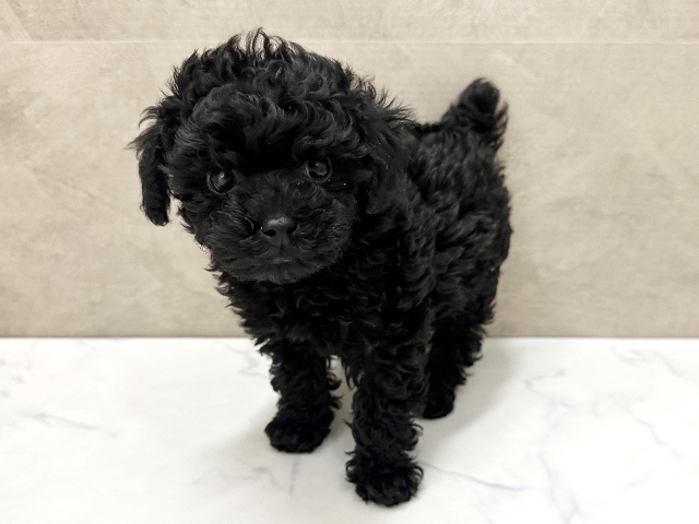 福岡県のトイプードル(タイニー) (ペッツファースト福津店/2025年12月16日生まれ/男の子/ブラック)の子犬