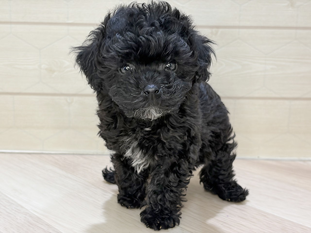 埼玉県のトイプードル(タイニー) (ペッツファーストレイクタウン店/2025年12月16日生まれ/男の子/ブラック)の子犬の1枚目の画像