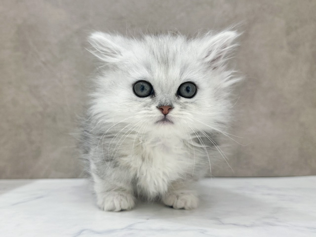 京都府のミヌエット (ペッツファースト京都四条河原町店/2025年12月13日生まれ/男の子/シェーデットシルバー)の子猫の1枚目の画像