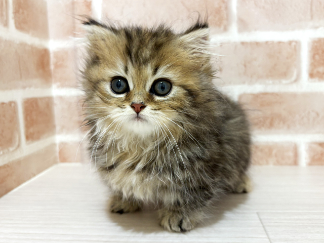 神奈川県のミヌエット (ペッツファーストfor cats横浜元町店/2025年12月13日生まれ/女の子/ブラウンタビー)の子猫の1枚目の画像