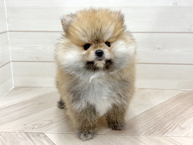 千葉県のポメラニアン (ペッツファースト市川コルトンプラザ店/2025年12月16日生まれ/男の子/オレンジ)の子犬の1枚目の画像