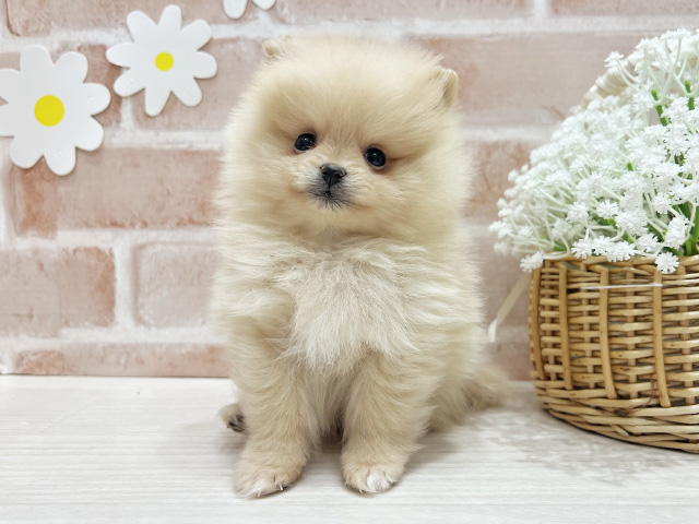 福岡県のポメラニアン (ペッツファースト筑紫野店/2025年12月16日生まれ/男の子/クリーム)の子犬の1枚目の画像