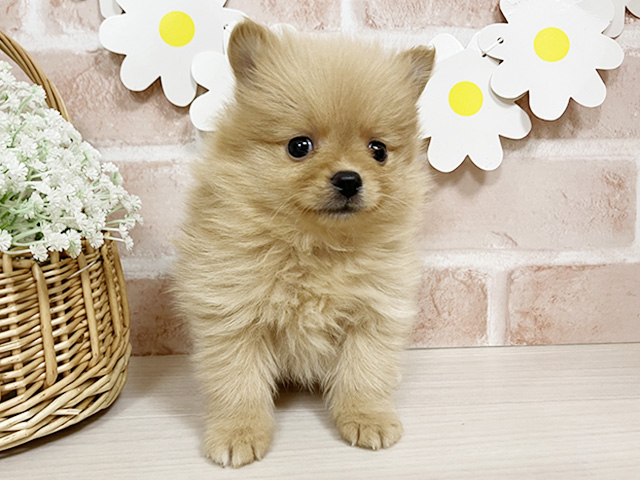 静岡県のポメラニアン (ペッツファースト富士南店/2025年12月9日生まれ/男の子/オレンジ)の子犬の1枚目の画像