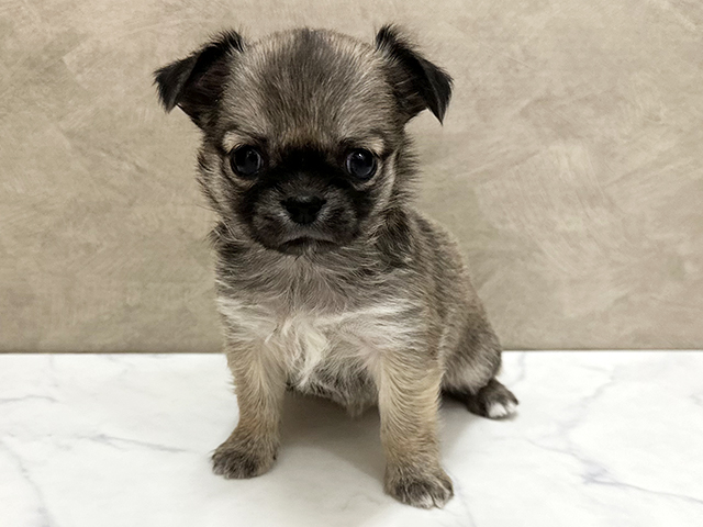 福岡県のチワワ(ロング) (ペッツファースト福津店/2025年12月16日生まれ/女の子/フォーン)の子犬の1枚目の画像