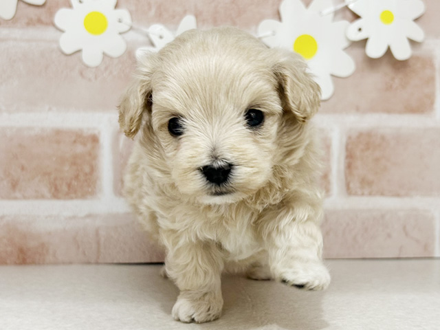 東京都のマルプー(マルチーズ×プードル) (ペッツファーストお台場店/2025年12月16日生まれ/男の子/クリーム)の子犬の1枚目の画像