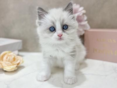 東京都のラグドール (ペッツファースト新宿店/2025年11月24日生まれ/男の子/ブルーポイントバイカラー)の子猫