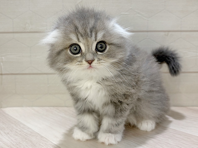 埼玉県のスコティッシュフォールド (ペッツファーストレイクタウン店/2025年12月10日生まれ/男の子/ブルータビーホワイト)の子猫の1枚目の画像