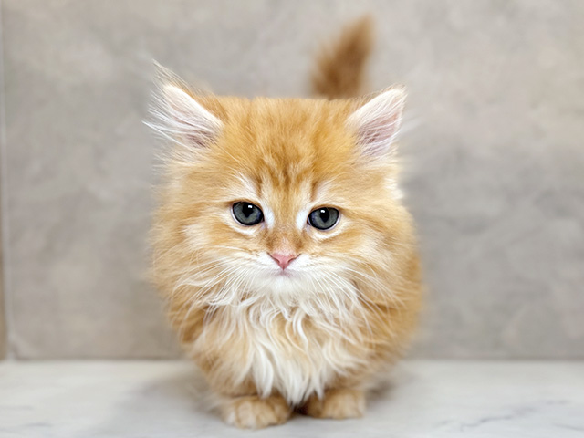 埼玉県のマンチカン (ペッツファーストPETEMOレイクタウンmori店/2025年12月17日生まれ/男の子/レッドタビー)の子猫の1枚目の画像