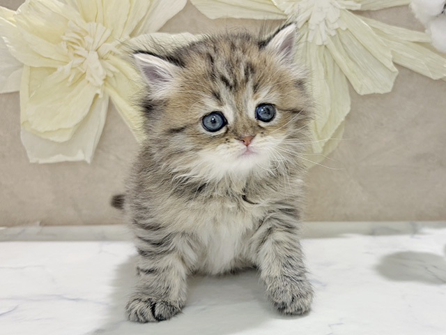 兵庫県のラガマフィン (ペッツファースト神戸三宮センター街店/2025年12月17日生まれ/女の子/ブラウンパッチドタビー)の子猫の1枚目の画像