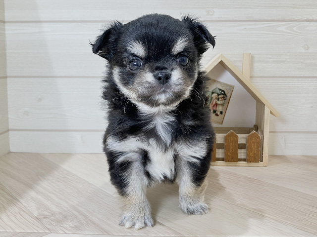 鳥取県のチワワ(ロング) (ペッツファースト日吉津店/2025年12月17日生まれ/男の子/ブラックタンホワイト)の子犬の1枚目の画像