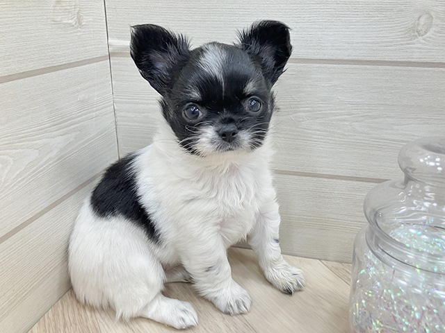 埼玉県のチワワ(ロング) (ペッツファーストふじみ野店/2025年12月17日生まれ/女の子/ホワイトブラックタン)の子犬の1枚目の画像