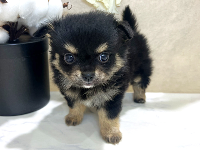 兵庫県のチワワ(ロング) (ペッツファースト神戸三宮センター街店/2025年12月17日生まれ/男の子/ブラックタンホワイト)の子犬