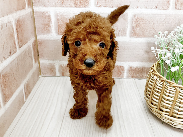 埼玉県のトイプードル(トイ) (ペッツファースト川越店/2025年12月17日生まれ/男の子/レッド)の子犬の1枚目の画像