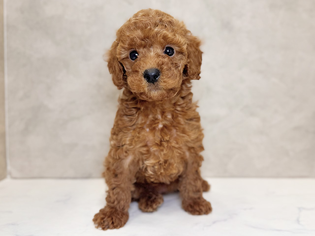 トイプードル