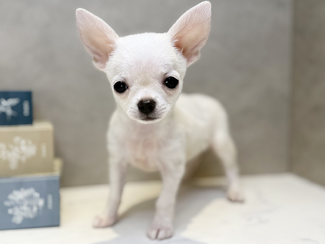 埼玉県のチワワ(スムース) (ペッツファースト川口店/2025年12月13日生まれ/女の子/クリーム)の子犬の1枚目の画像