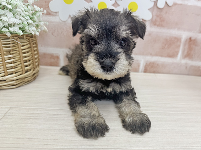 鹿児島県のミニチュアシュナウザー (ペッツファースト鹿児島店/2025年12月17日生まれ/男の子/ソルトペッパー)の子犬の1枚目の画像