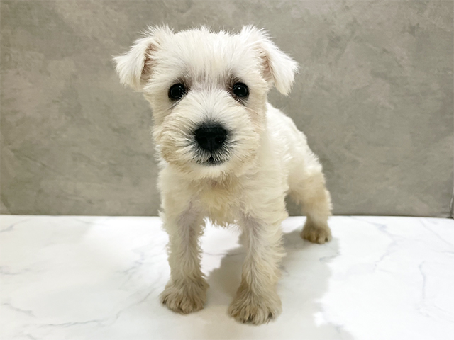 ミニチュアシュナウザー