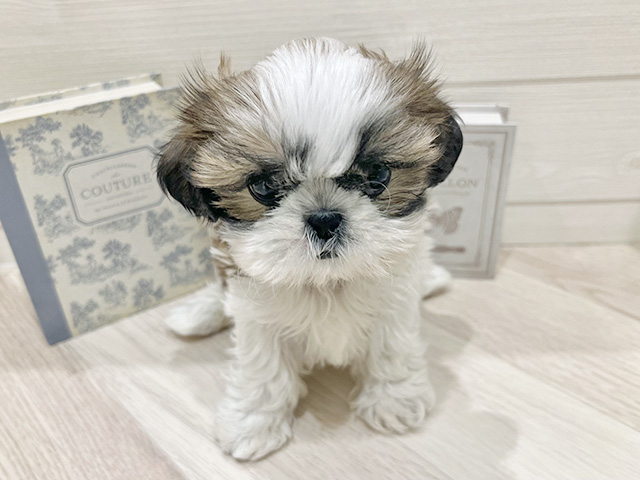 愛知県のシーズー (ペッツファースト岡崎店/2025年12月17日生まれ/女の子/ホワイトゴールド)の子犬の1枚目の画像