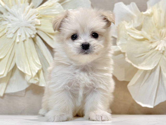 東京都のポメマル/マルポメ(ポメラニアン×マルチーズ) (ペッツファースト原宿店/2025年12月17日生まれ/男の子/クリーム)の子犬の1枚目の画像