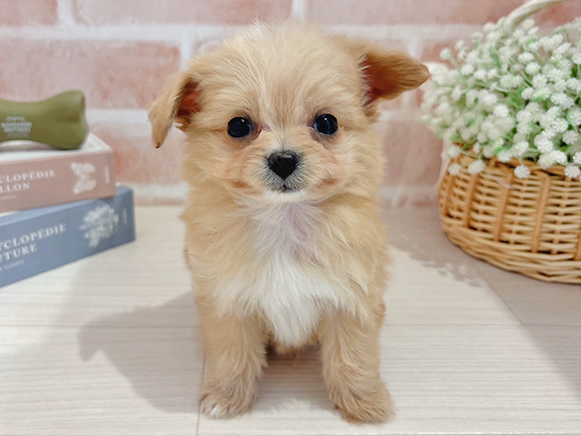 東京都のチワプー/プーチー(チワワ×プードル) (ペッツファースト自由が丘店/2025年12月16日生まれ/男の子/アプリコット)の子犬の1枚目の画像