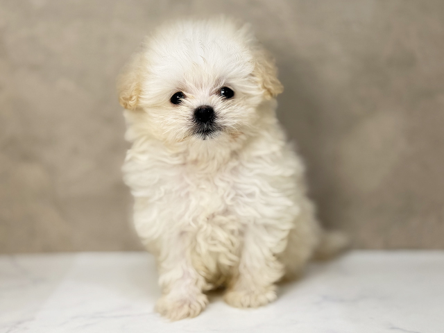 東京都のポメプー(ポメラニアン×プードル) (ペッツファーストららぽーと立川立飛店/2025年12月17日生まれ/男の子/クリーム)の子犬の1枚目の画像