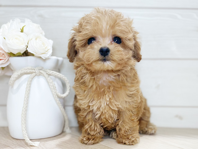 東京都のチワプー/プーチー(チワワ×プードル) (ペッツファースト吉祥寺本店/2025年12月16日生まれ/男の子/アプリコット)の子犬の1枚目の画像