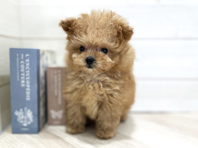 大阪府のポメプー(ポメラニアン×プードル) (ペッツファースト梅田店/2025年12月17日生まれ/女の子/アプリコット)の子犬