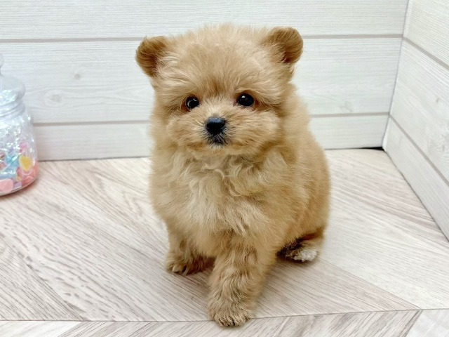 東京都のポメプー(ポメラニアン×プードル) (ペッツファースト渋谷店/2025年12月17日生まれ/男の子/アプリコット)の子犬