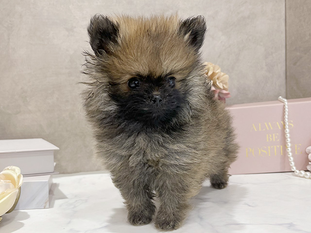 東京都のポメラニアン (ペッツファースト新宿店/2025年12月17日生まれ/男の子/オレンジ)の子犬の1枚目の画像