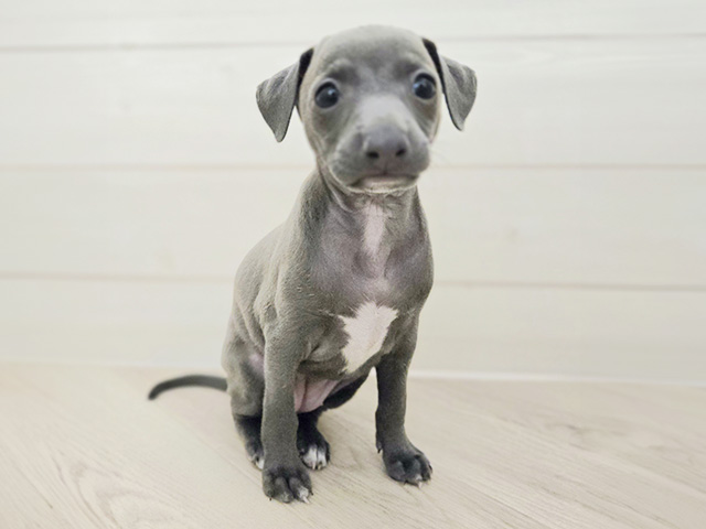 イタリアングレーハウンド