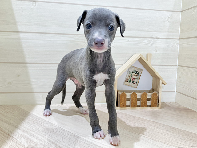 鳥取県のイタリアングレーハウンド (ペッツファースト日吉津店/2025年12月17日生まれ/男の子/ブルーホワイト)の子犬の1枚目の画像