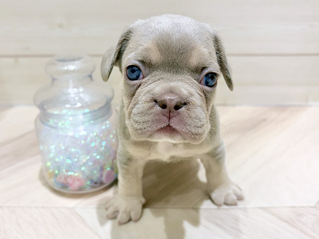 大阪府のフレンチブルドッグ (ペッツファーストららぽーと門真店/2025年12月15日生まれ/女の子/イザベラタン)の子犬