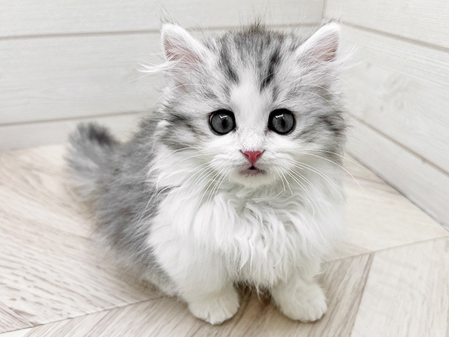 東京都のミヌエット (ペッツファースト渋谷店/2025年12月17日生まれ/男の子/シルバータビーホワイト)の子猫の1枚目の画像