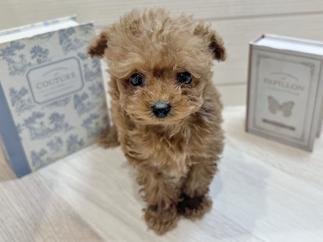 愛知県のトイプードル(ティーカップ) (ペッツファースト岡崎店/2025年12月17日生まれ/男の子/レッド)の子犬の1枚目の画像