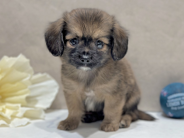 東京都のチワックス(チワワ×ダックス) (ペッツファースト代官山店/2025年12月17日生まれ/男の子/レッド)の子犬