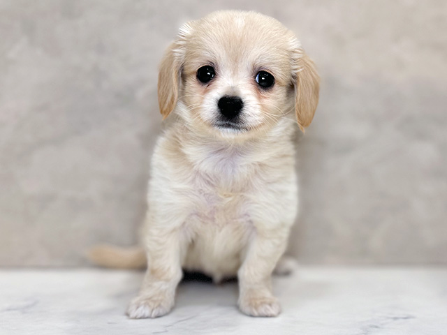 埼玉県のチワックス(チワワ×ダックス) (ペッツファーストPETEMOレイクタウンmori店/2025年12月17日生まれ/男の子/クリーム)の子犬