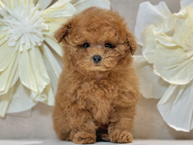 東京都のトイプードル(ティーカップ) (ペッツファースト原宿店/2025年12月17日生まれ/女の子/レッド)の子犬の1枚目の画像