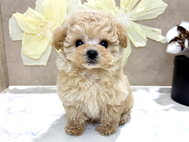 兵庫県のトイプードル(ティーカップ) (ペッツファースト神戸三宮センター街店/2025年12月16日生まれ/男の子/カフェオレ)の子犬の1枚目の画像