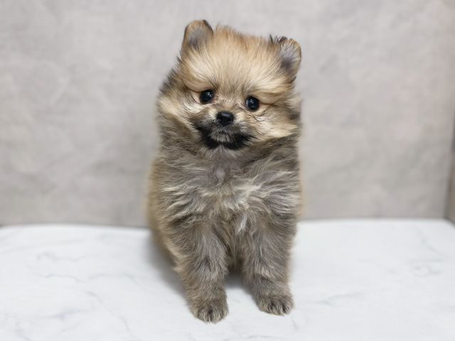東京都のポメラニアン (ペッツファースト池袋店/2025年12月16日生まれ/女の子/オレンジ)の子犬の1枚目の画像