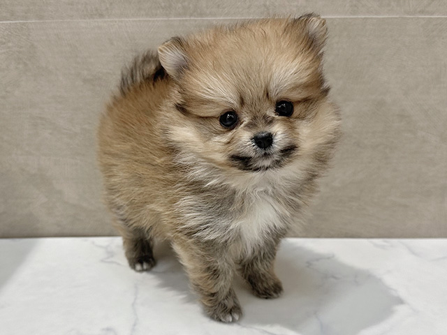福岡県のポメラニアン (ペッツファースト福津店/2025年12月16日生まれ/女の子/オレンジ)の子犬