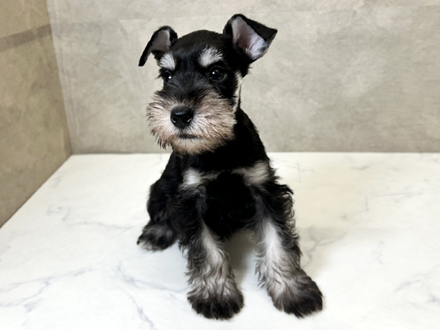 ミニチュアシュナウザー