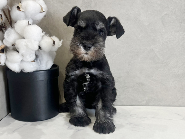 ミニチュアシュナウザー