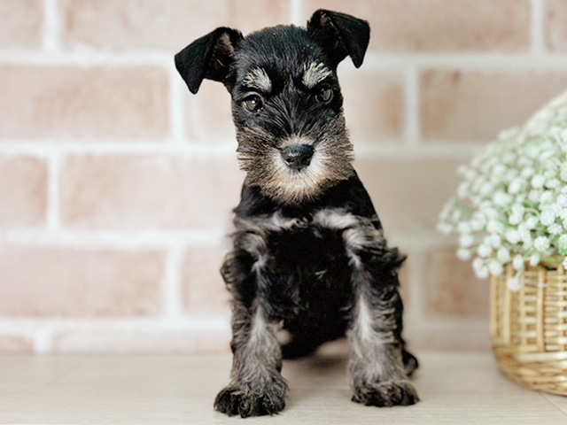 京都府のミニチュアシュナウザー (ペッツファースト京都店/2025年12月16日生まれ/女の子/ブラックシルバー)の子犬の1枚目の画像