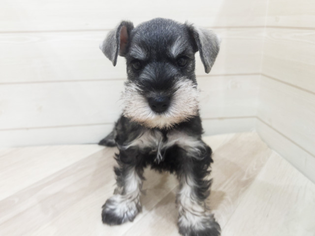 ミニチュアシュナウザー