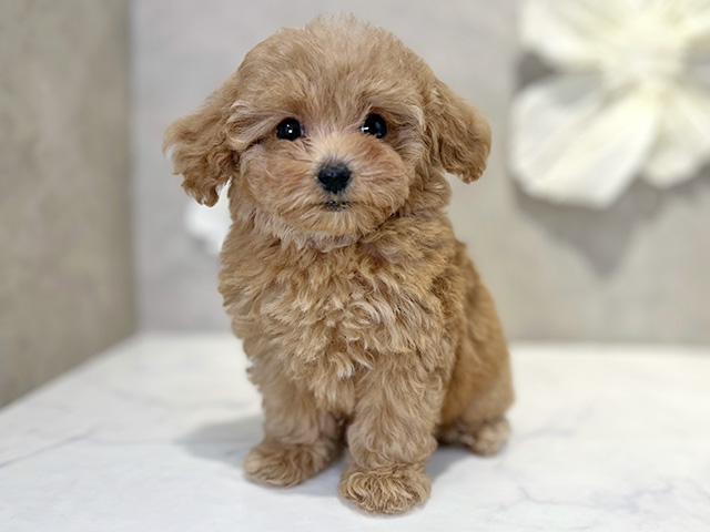 東京都のトイプードル(タイニー) (ペッツファースト下北沢店/2025年12月15日生まれ/女の子/アプリコット)の子犬の1枚目の画像